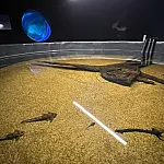 Peixes resgatados da decoada fortalecem pesquisas científicas no Bioparque Pantanal