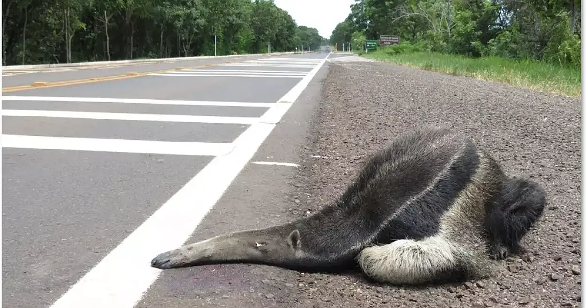 Livro do DNIT usa caso de MS para orientar proteção da fauna nas BRs