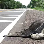 Livro do DNIT usa caso de MS para orientar proteção da fauna nas BRs