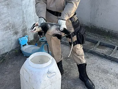 Gambá causa alvoroço em comércio e é capturado pelo Corpo de Bombeiros