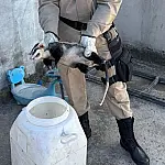 Gambá causa alvoroço em comércio e é capturado pelo Corpo de Bombeiros