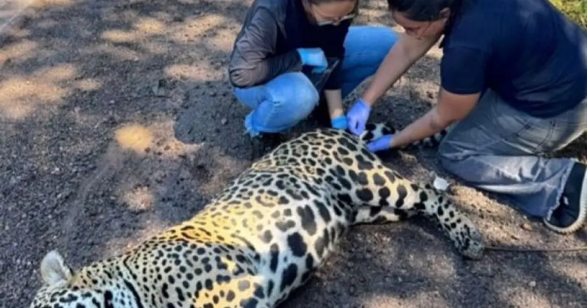 Pesquisadores preservam genética de onça atropelada para futura clonagem