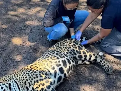 Pesquisadores preservam genética de onça atropelada para futura clonagem