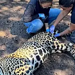 Pesquisadores preservam genética de onça atropelada para futura clonagem