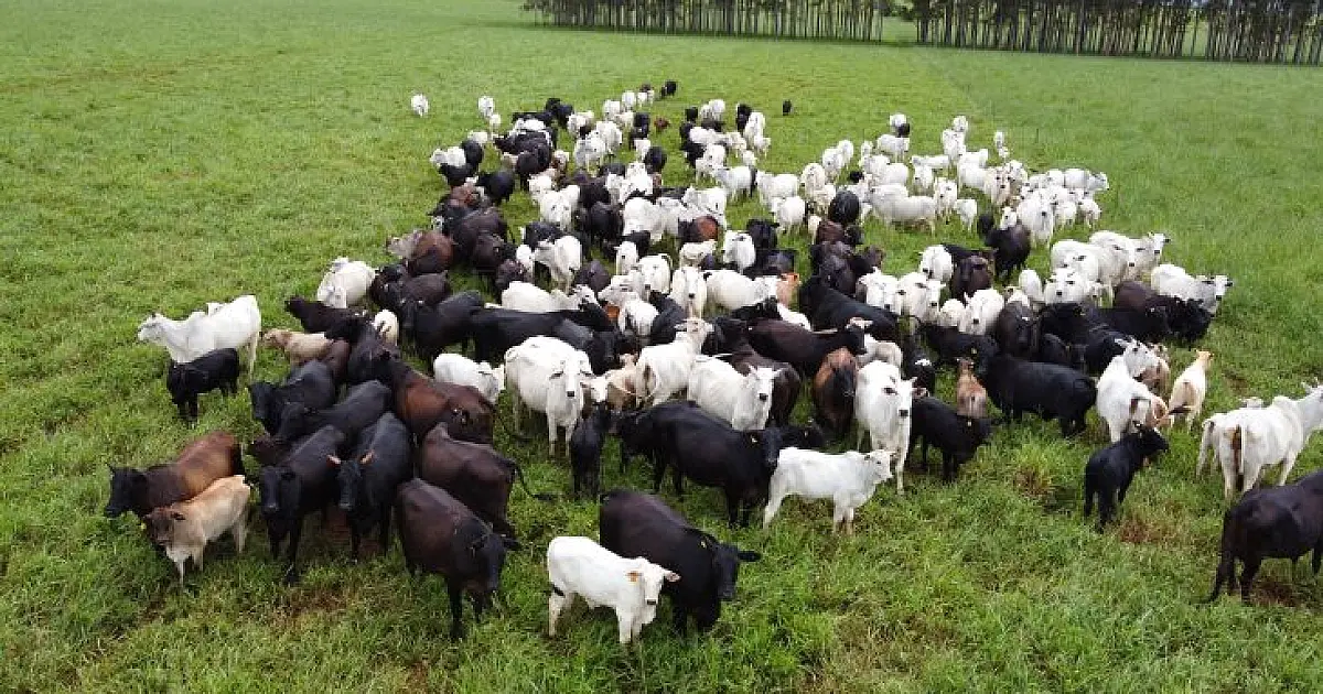 Produtores de MS têm até 1º de junho para cadastrar rebanhos na Iagro