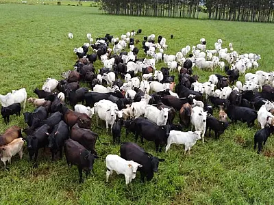 Produtores de MS têm até 1º de junho para cadastrar rebanhos na Iagro
