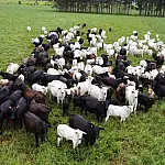Produtores de MS têm até 1º de junho para cadastrar rebanhos na Iagro