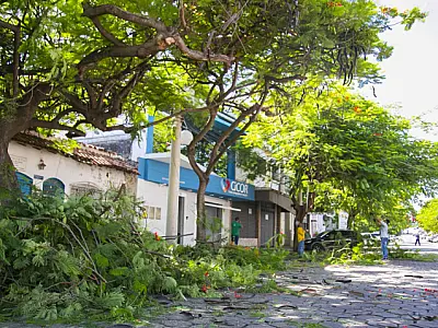 Consulta pública convoca população para elaborar o Plano de Arborização Urbana