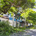 Consulta pública convoca população para elaborar o Plano de Arborização Urbana de Corumbá