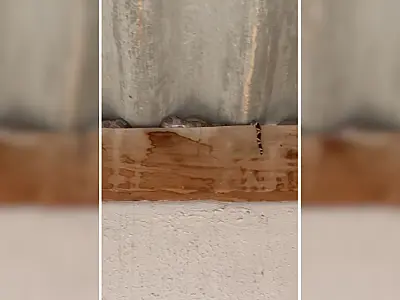 Jiboia em telhado de garagem assusta moradores do bairro Nova Corumbá