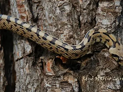 Corumbá promove 1º Workshop da Macrorregião Pantanal sobre Animais Peçonhentos