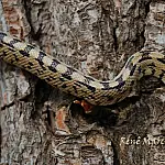 Corumbá promove 1º Workshop da Macrorregião Pantanal sobre Animais Peçonhentos