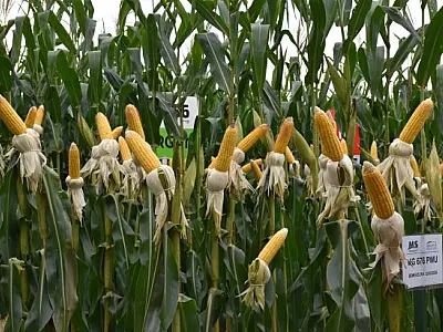 Tecnologia de irrigação faz produtividade do milho saltar 45% em MS