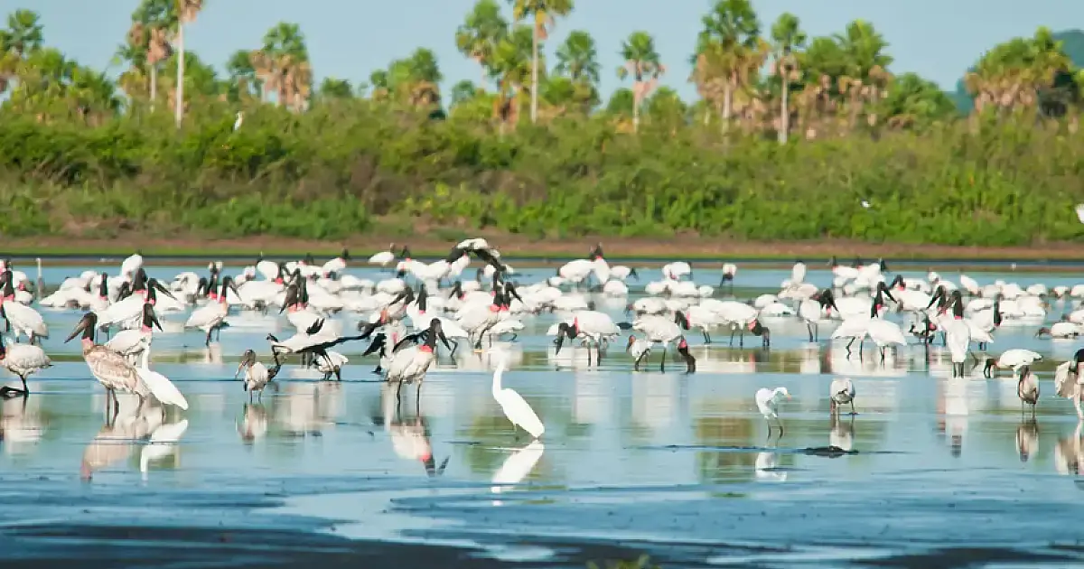 Pantanal lidera queda no desmatamento no país com redução histórica de 48,4%