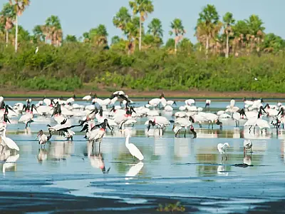 Pantanal lidera queda no desmatamento no país com redução histórica de 48,4%