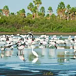 Pantanal lidera queda no desmatamento no país com redução histórica de 48,4%