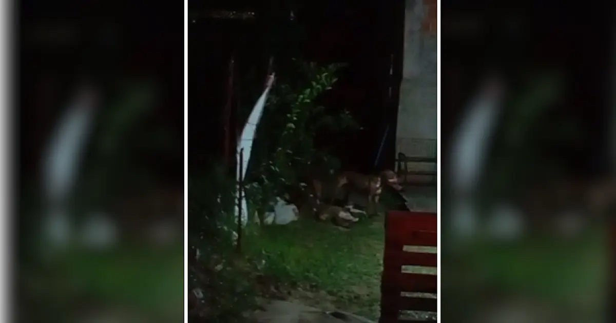 Pitbulls invadem residência e atacam cão no Popular Nova