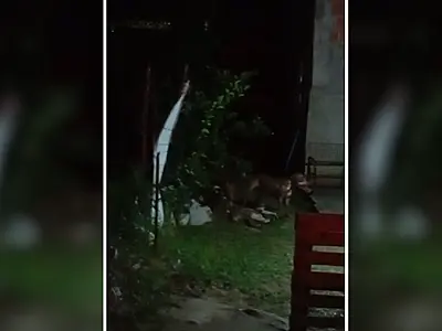Pitbulls invadem residência e atacam cão no Popular Nova