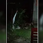 Pitbulls invadem residência e atacam cão no Popular Nova