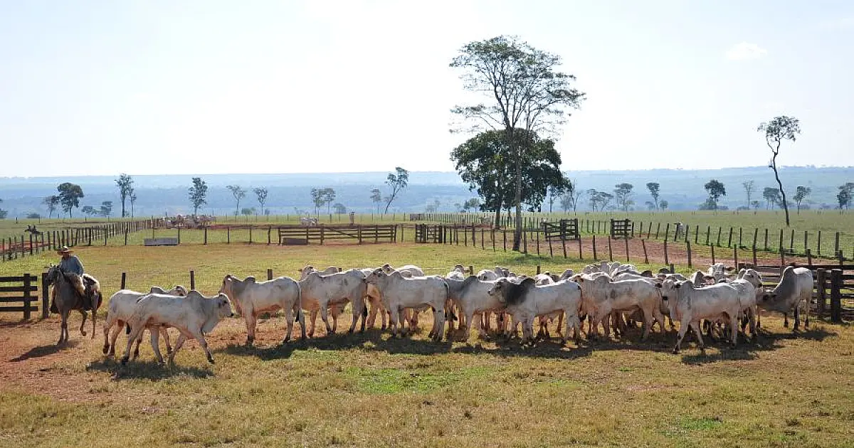 Cadastro de rebanho segue aberto até 1º de junho em MS