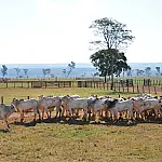 Cadastro de rebanho segue aberto até 1º de junho em MS