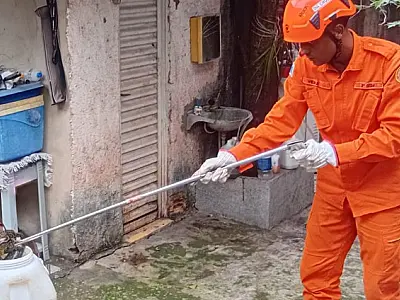 Sucuri de 3 metros é resgatada em cozinha de residência em Ladário