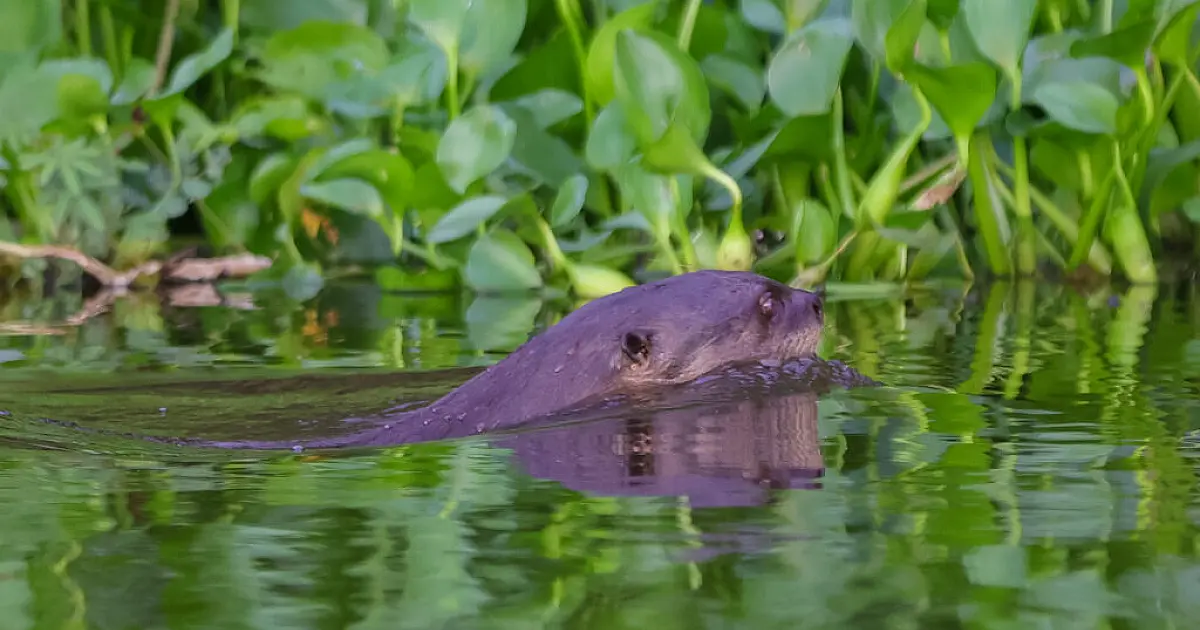 Tecnologia sonora reforça proteção às ariranhas no Pantanal