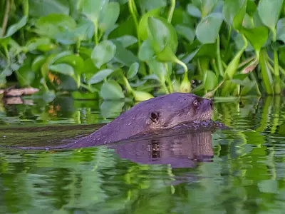 Tecnologia sonora reforça proteção às ariranhas no Pantanal