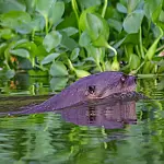 Tecnologia sonora reforça proteção às ariranhas no Pantanal