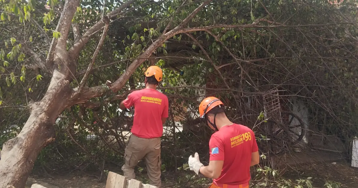 Árvore cai sobre varanda de residência e interdita área em Corumbá