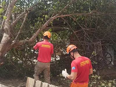Árvore cai sobre varanda de residência e interdita área em Corumbá