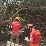 Árvore cai sobre varanda de residência e interdita área em Corumbá