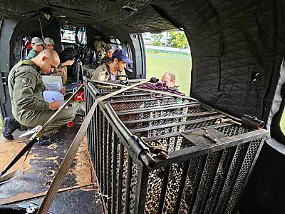 Onça Corumbella avança por áreas remotas do Parque Nacional do Pantanal