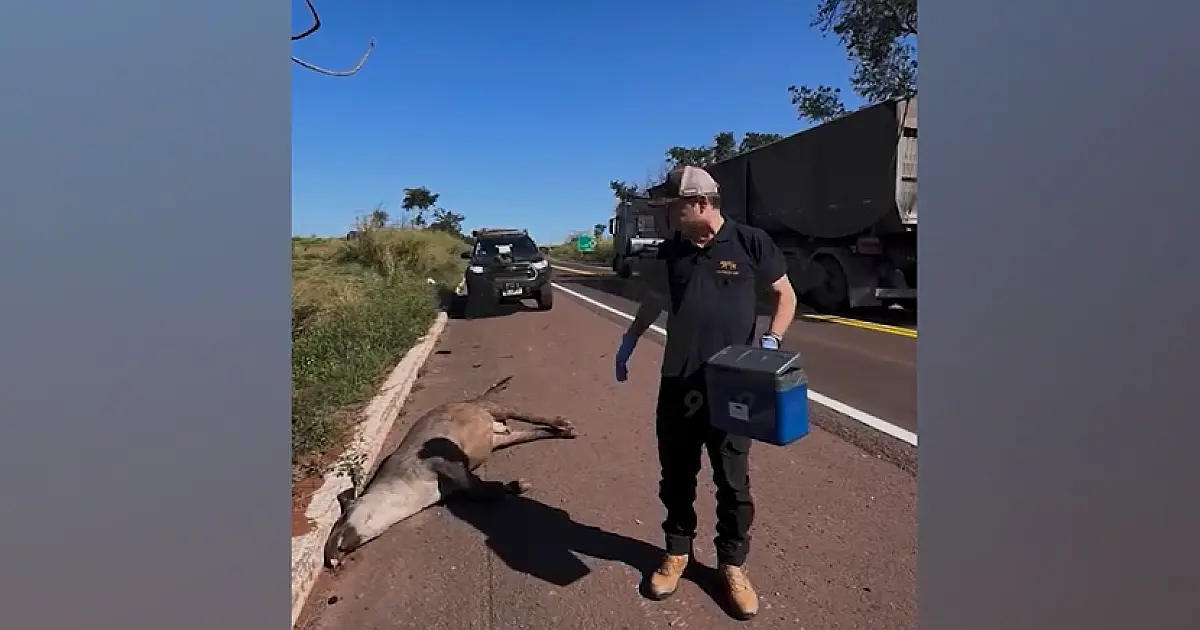 Novo atropelamento na BR-262 mobiliza pesquisadores no Pantanal