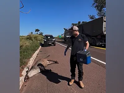 Novo atropelamento na BR-262 mobiliza pesquisadores no Pantanal