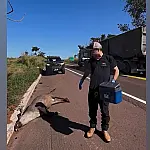 Novo atropelamento na BR-262 mobiliza pesquisadores no Pantanal