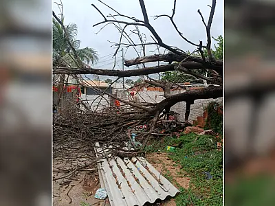 Árvore desaba e destrói telhado de casa no bairro Nossa Senhora de Fátima