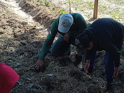 Agroflorestas em escolas do Pantanal recebem mais de 2 mil mudas