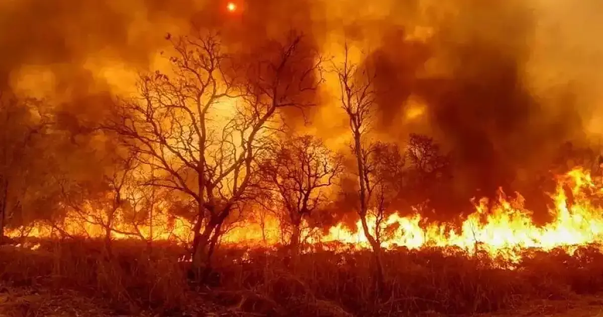 Pecuarista é condenado por fogo que devastou área do Pantanal