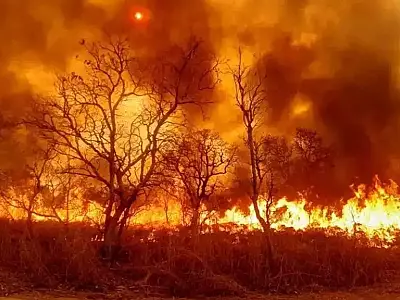 Pecuarista é condenado por fogo que devastou área do Pantanal
