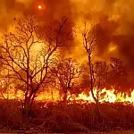 Pecuarista é condenado por fogo que devastou área do Pantanal