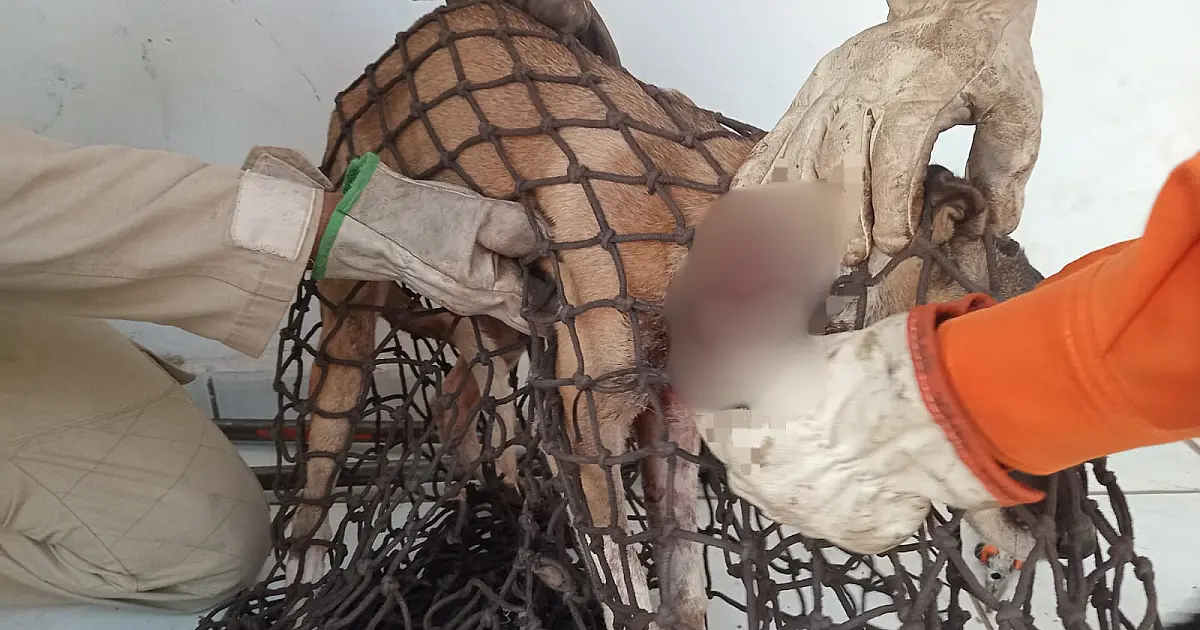 Cachorro ferido é resgatado após invadir unidade militar em Corumbá