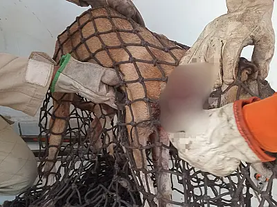 Cachorro ferido é resgatado após invadir unidade militar em Corumbá