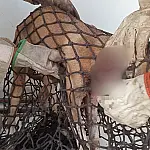 Cachorro ferido é resgatado após invadir unidade militar em Corumbá