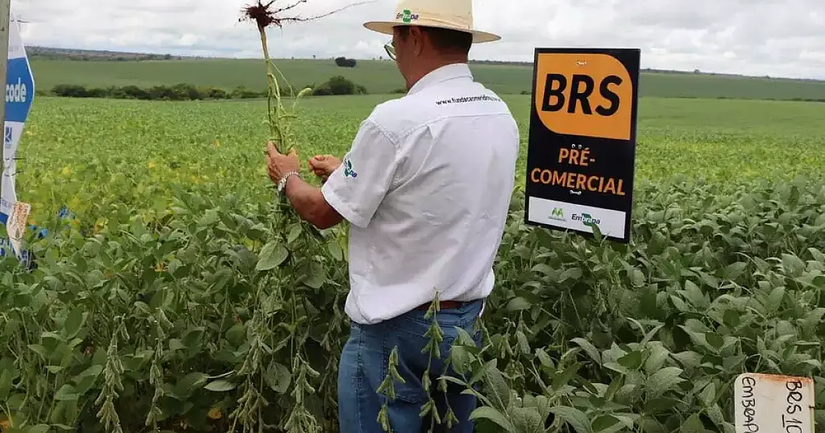 Reforma pode reduzir em 71% carga tributária de produtores de soja e milho de MS