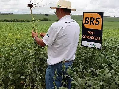 Reforma pode reduzir em 71% carga tributária de produtores de soja e milho de MS
