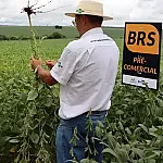 Reforma pode reduzir em 71% carga tributária de produtores de soja e milho de MS