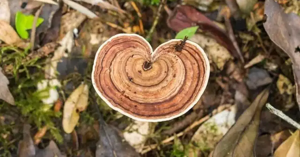Fungo raro achado no Pantanal entra em lista de ameaçados de extinção