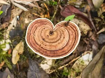 Fungo raro achado no Pantanal entra em lista de ameaçados de extinção