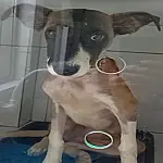 Cadela resgatada pelos bombeiros em Corumbá aguarda adoção